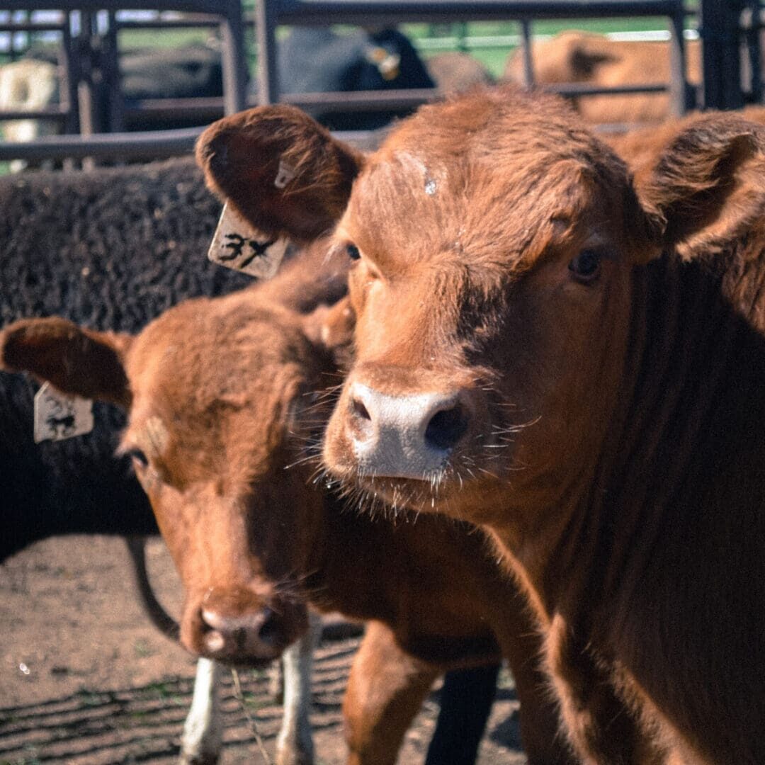 Two brown calves with ear tags